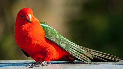 red and green parrot