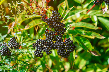 Bunches of black elderberry in the sunlight. Elderberry, black elderberry, European elderberry....