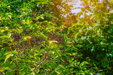 Bunches of black elderberry in the sunlight. Elderberry, black elderberry, European elderberry. Autumn, late summer. Medicinal plants. Coronavirus treatment