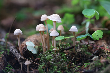 Gymnopus confluens, known as Clustered Toughshank, wild mushroom from Finland