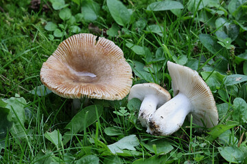 Russula recondita, a brittlegill mushroom from Finland with no common english name - obrazy, fototapety, plakaty