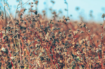 Interesting autumn landscape. Dry buckwheat seeds in the field. Blurred background. Selective focus.