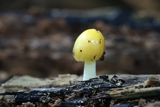Bolbitius titubans, also known as Bolbitius vitellinus, commonly called Yellow Fieldcap or Egg-yolk Fieldcap, wild mushroom from Finland