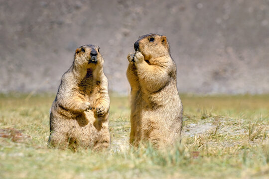 Himalayan marmots -Marmota himalayana, pair standing and eating in open field , ladakh wildlife, Jammu and Kashmir, India