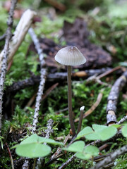 Mycena galopus, known as the milking bonnet or the milk-drop mycena, wild mushroom from Finland