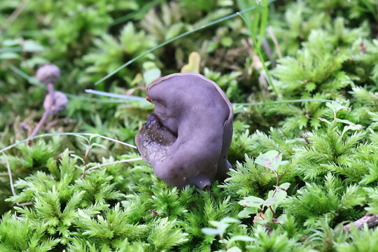 Slate grey saddle, Helvella lacunosa, known also as fluted black elfin saddle, wild mushrooms from Finland
