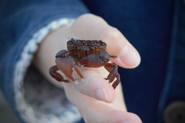 Obraz premium 手のひらの上のカニ