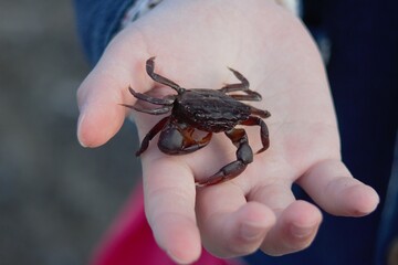 手のひらの上のカニ