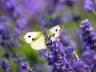 Large White Butterfly on Lavender