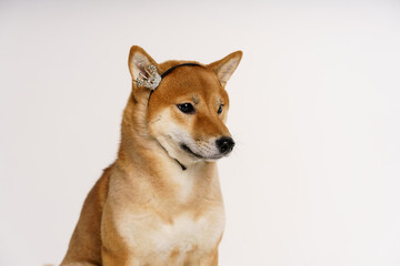 Pet lover concept. Japanese dog on a light background with a crown on his head posing happy. Shiba inu is a japanese dog known all over the world.