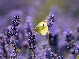 Small White Butterfly on Lavender