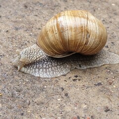 snail on the sand