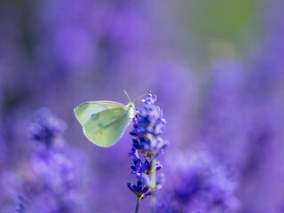 Small White Butterfly on Lavender