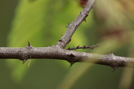 Close up view of a typical thorn plant with sharp thorns