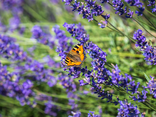 Small Tortoiseshell Butterfly on Lavender