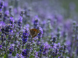 Meadow Brown Butterfly on Lavender