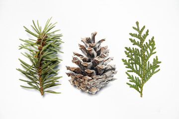 Green Pine and Juniper Twigs, Gray Painted Cone on a White Background. Simple Modern Christmas...