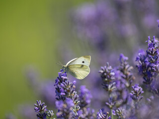 Small White Butterfly on Lavender