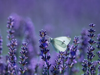 Small White Butterfly on Lavender