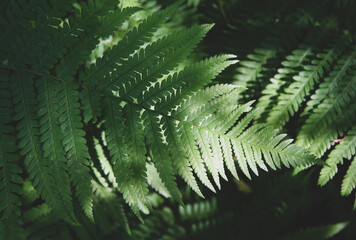 fern leaves