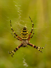 Female Wasp Spider on a Web
