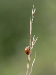 Obraz premium Seven-spot Ladybird on a Grass Stem