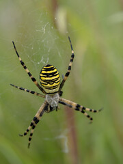 Female Wasp Spider on a Web