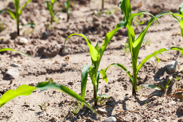green young corn on an agricultural field in the spring season