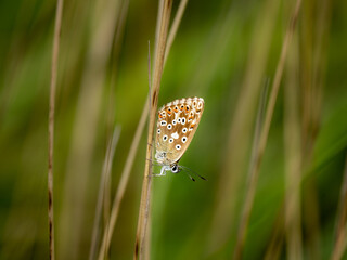 Chalkhill Blue Butterfly Resting Wings Closed in Meadow