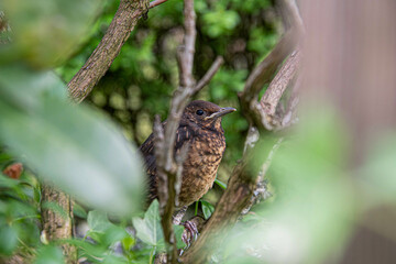 Eine junge Amsel versteckt sich in einem Gebüsch