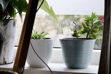 View of plants in the pots on the window sill and the rainy day outside