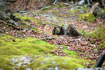 野原と苔