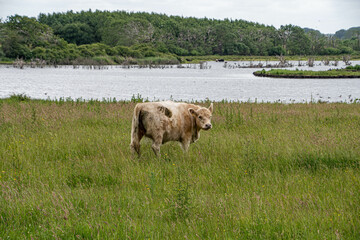 Helles Rind von hinten im Naturschutzgebiet Geltinger Birk vor einem See