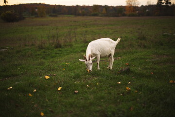 Obraz premium Dairy goats grazing in a field during the summer season in Ontario, Canada.