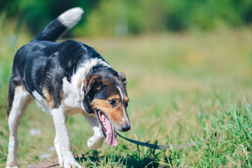 joyful mongrel dog from the shelter on a walk