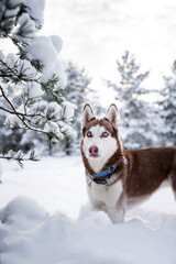 Husky Dog in snow and winter
