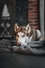 Husky Dog in snow and winter