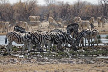 Obraz na płótnie Canvas Zebras in Rietfontein