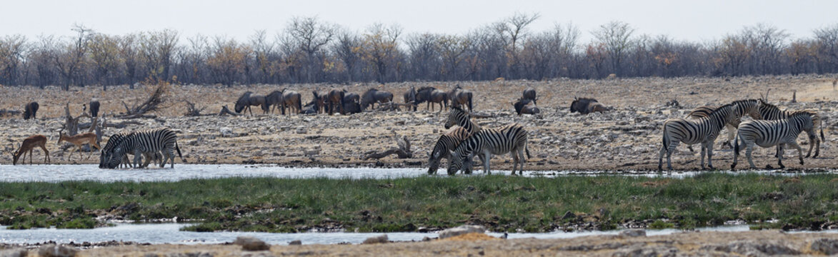 Zebras und Gnus in Rietfontein