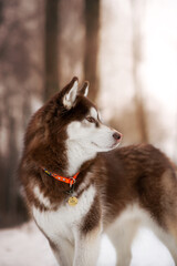 Husky Dog in snow and winter