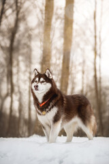 Husky Dog in snow and winter