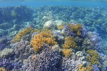 Naklejka na ściany i meble Colorful coral reef on a sunny day