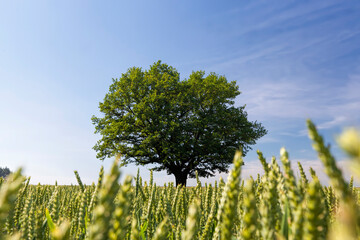 Obraz premium oak with green foliage in a field with green wheat