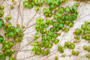 Green walls in Spring texture background. 