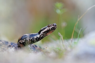 Ritratto di vipera aspis