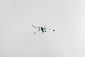Water strider using surface tension to stand on the water surface