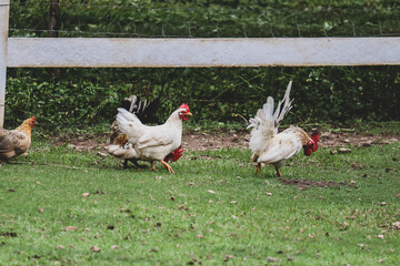 Bantam chickens are small, not tall and short legs, beautiful colors. They are living in the grass.