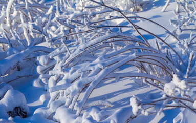 Snow-covered dry grass and branches of shrubs on the mountainside close-up in winter