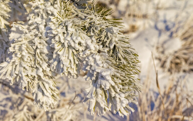 Snow-covered pine branches on the mountainside close-up in winter