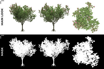 Obraz premium 3D Rendering of Front, Left and Top view of Trees (Bauhinia Blakeana) with alpha mask to cutout and PNG editing. Forest and Nature Compositing.